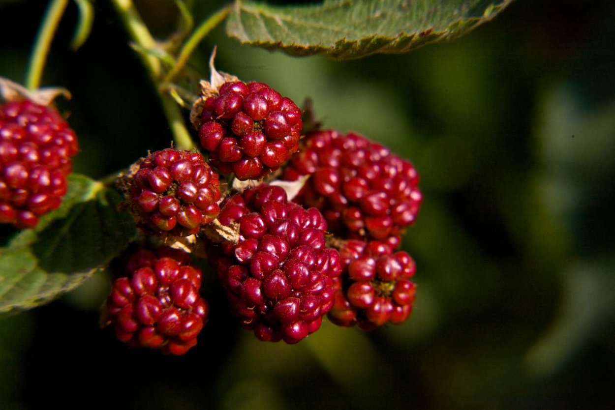 Боярыня ягода