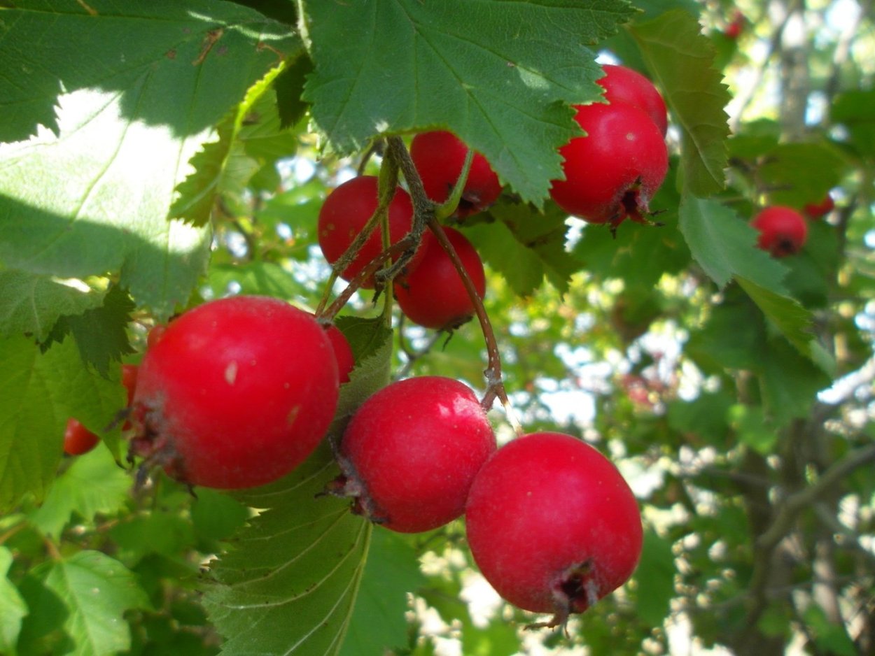 Боярышник зеленомясый (Crataegus chlorosarca)