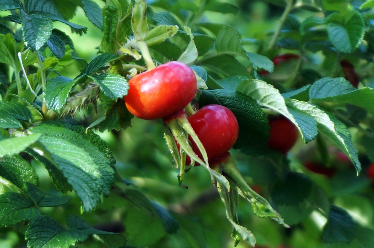 Ягоды Сибирского шиповника