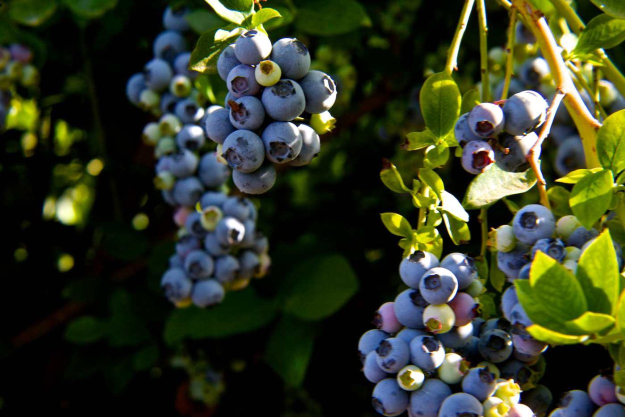 Дерево Барыня ягода