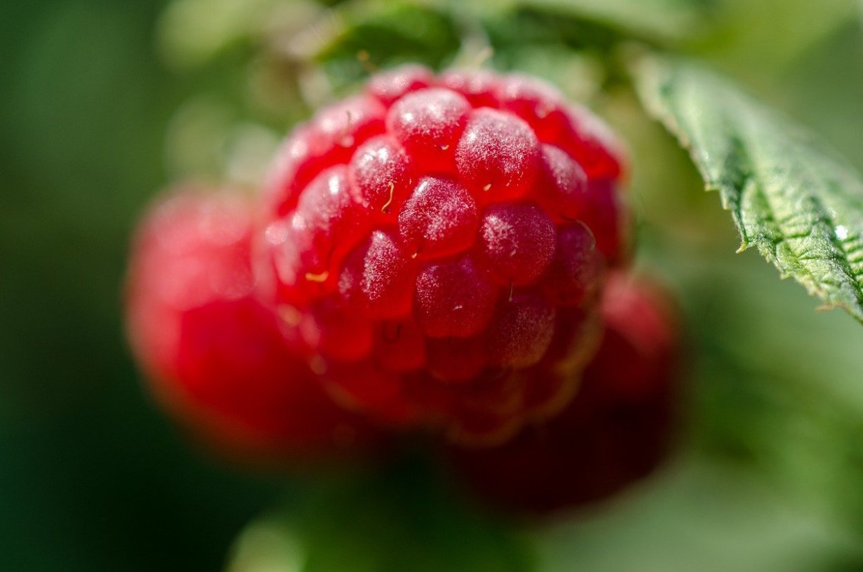 Спелая малина