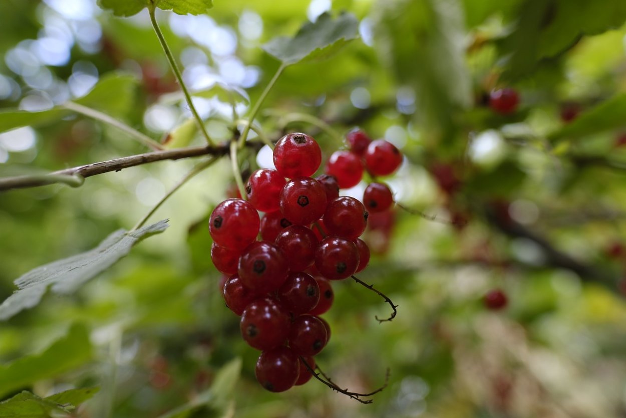 Барыня ягода