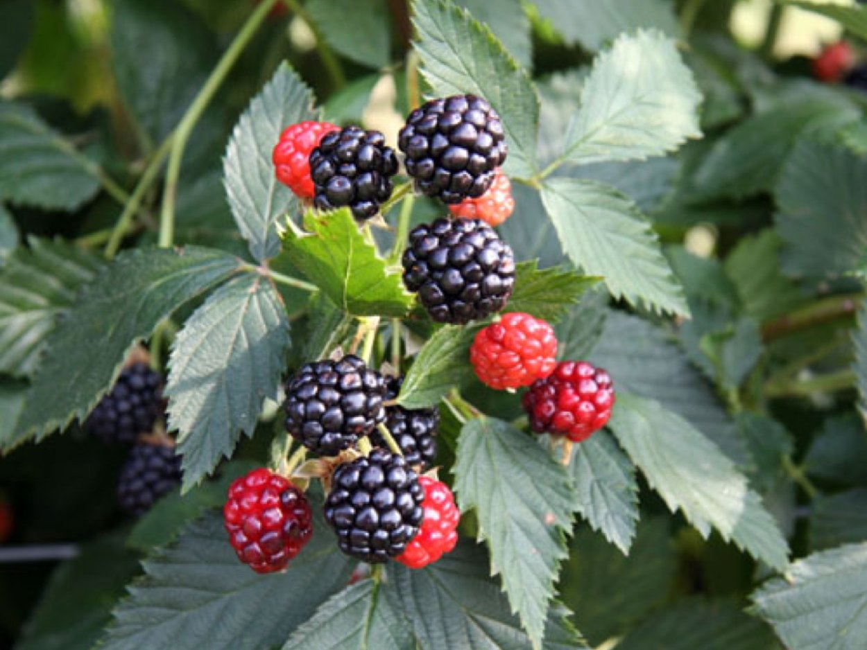 Ежевика Оучита