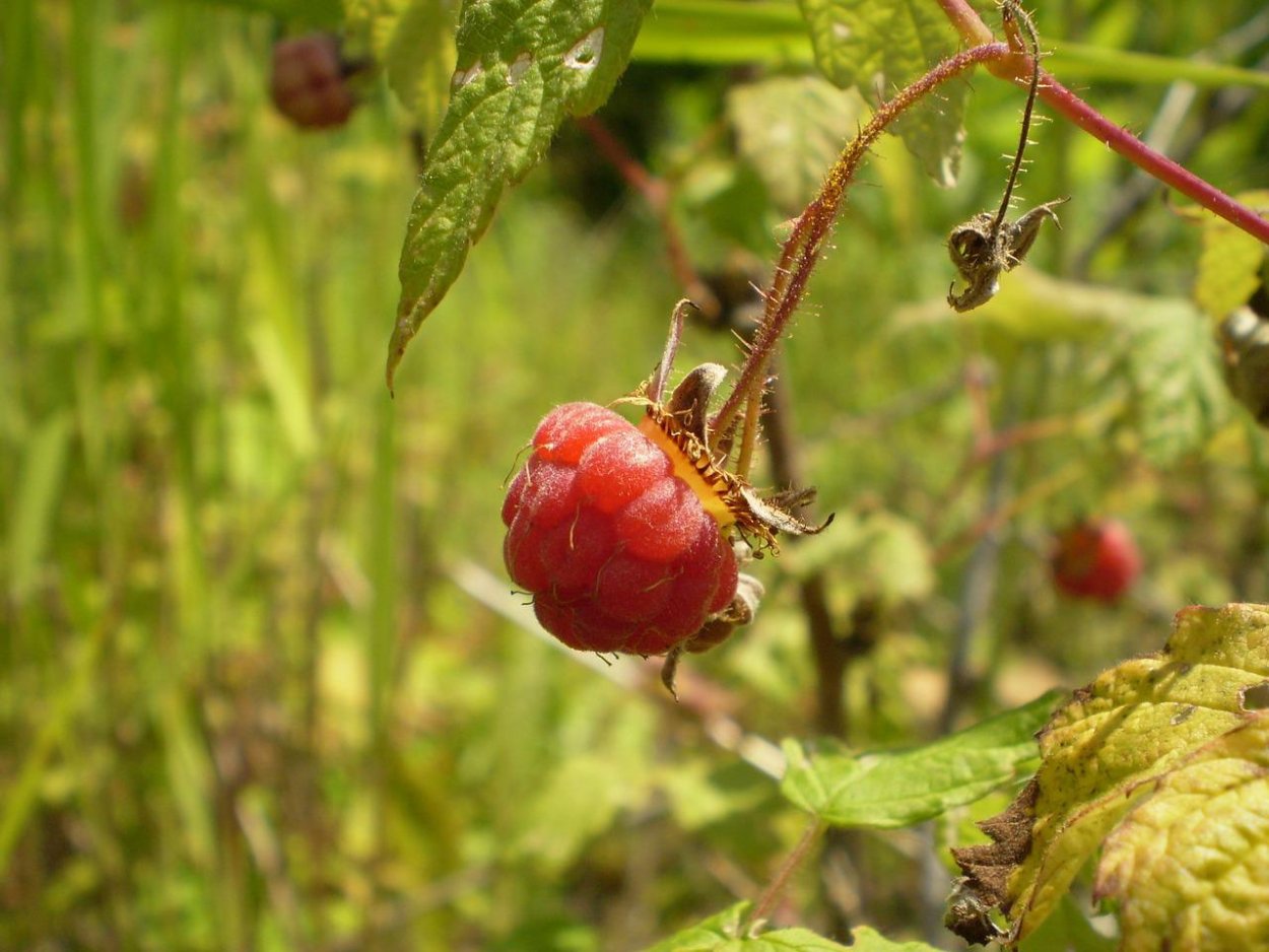 На Малине уродливые ягоды