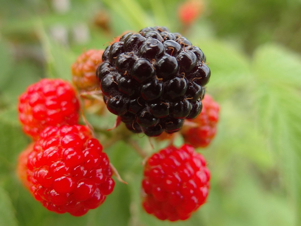 Ирис ягода малина