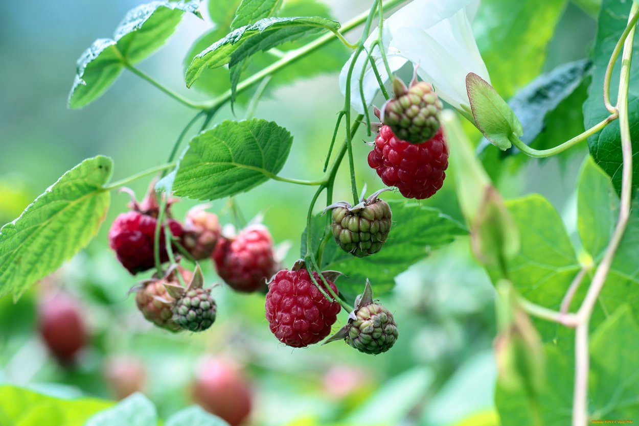 Малина в природе