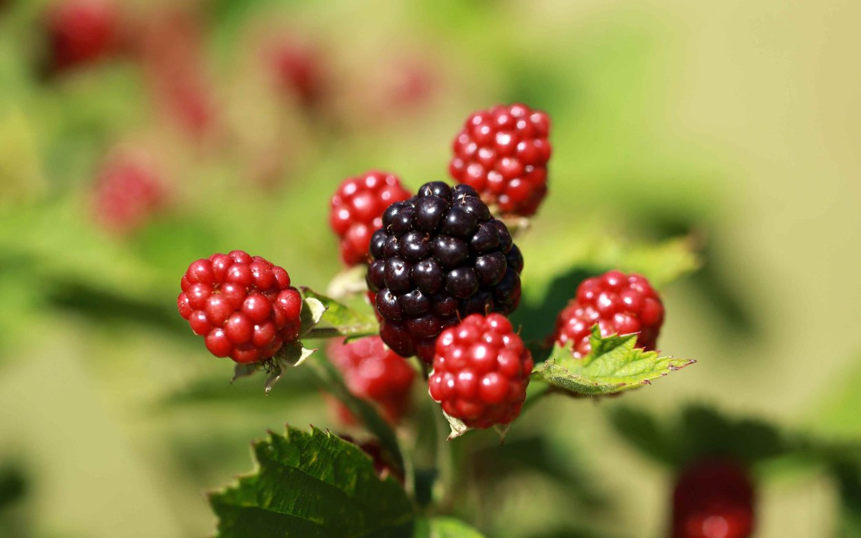 Обои на рабочий стол ягоды