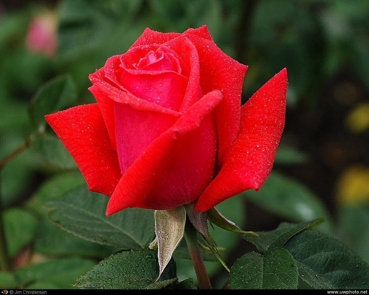 Роза Стар 2000