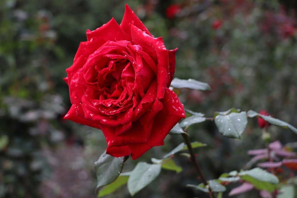 Красные Алые розы