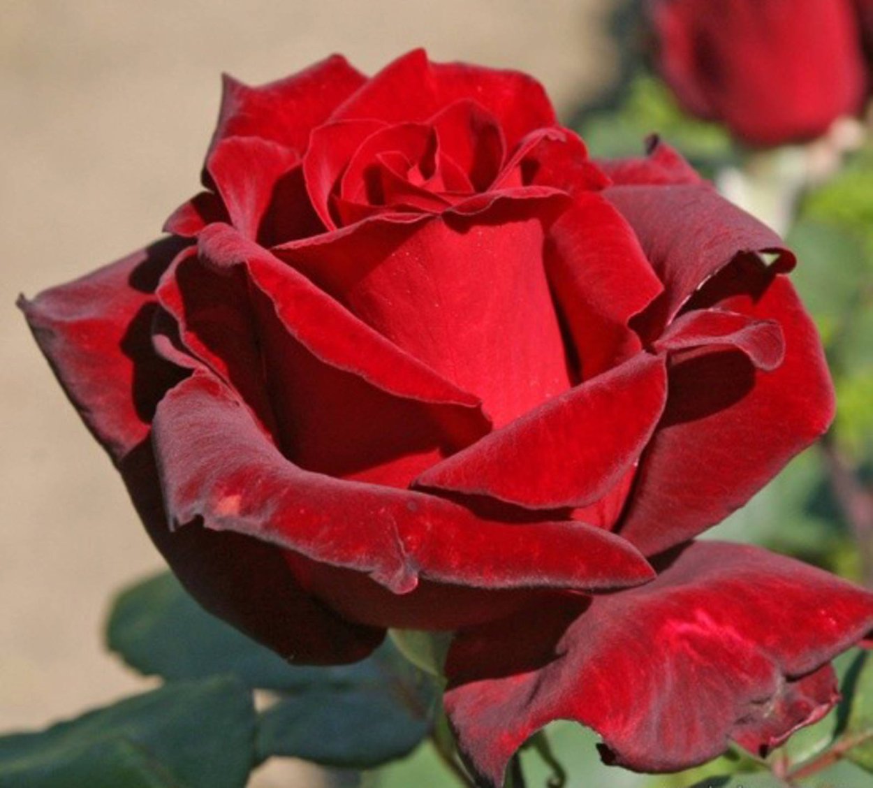 Роза чайно-гибридная Литке