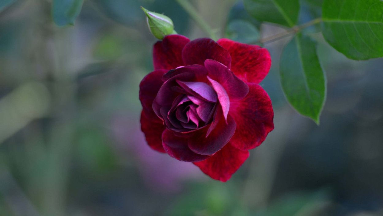 Бордовые розы макро