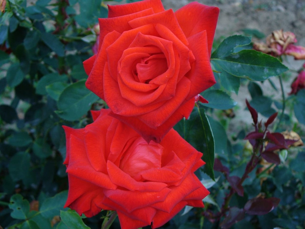 Роза чайно-гибридная Лидка