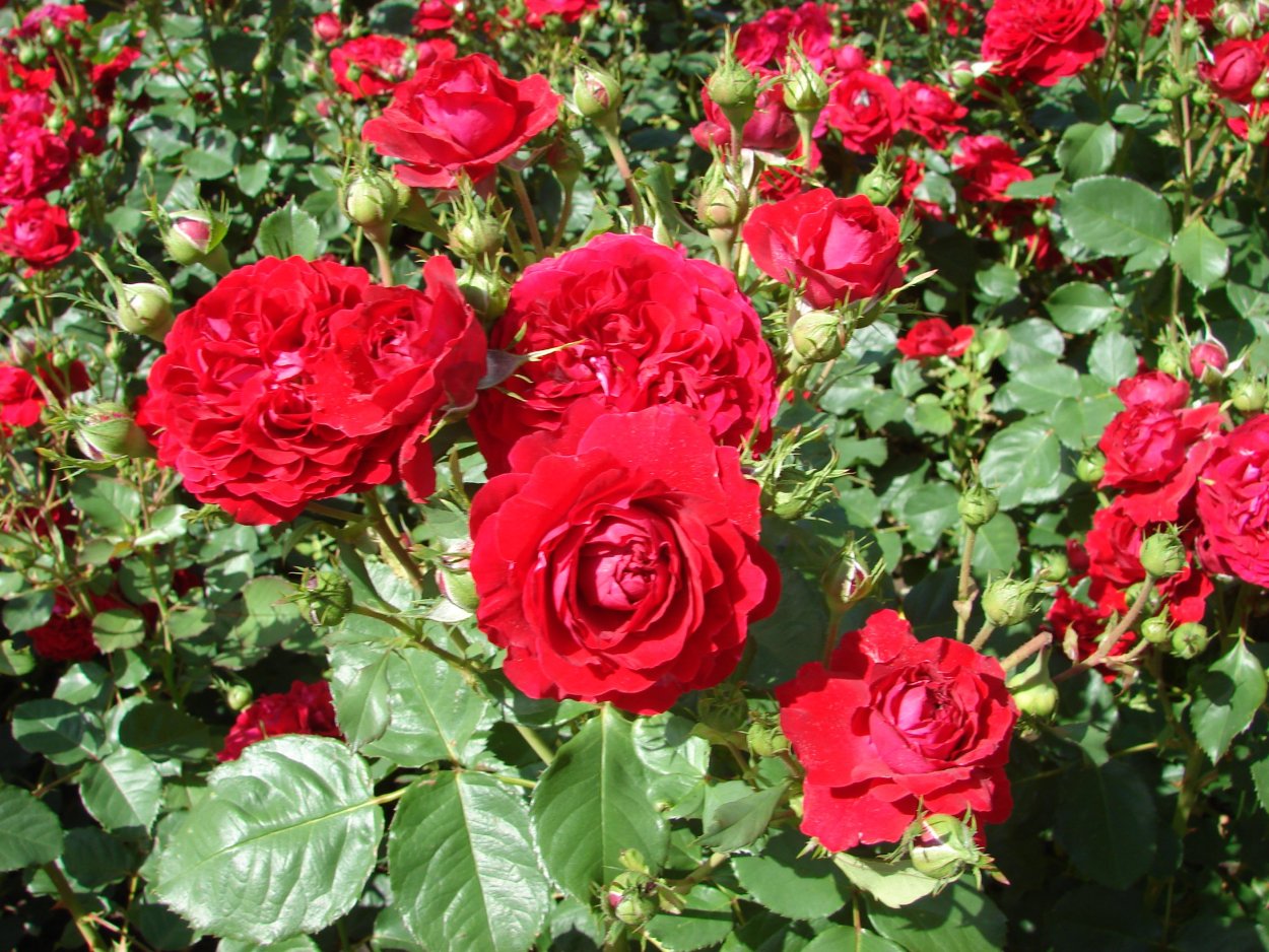 Роза флорибунда Таманго