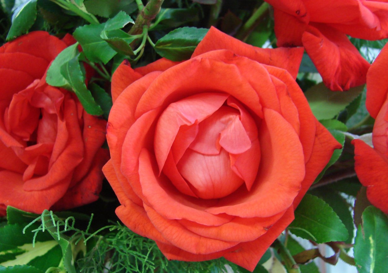 Роза чайно-гибридная Литке Litke