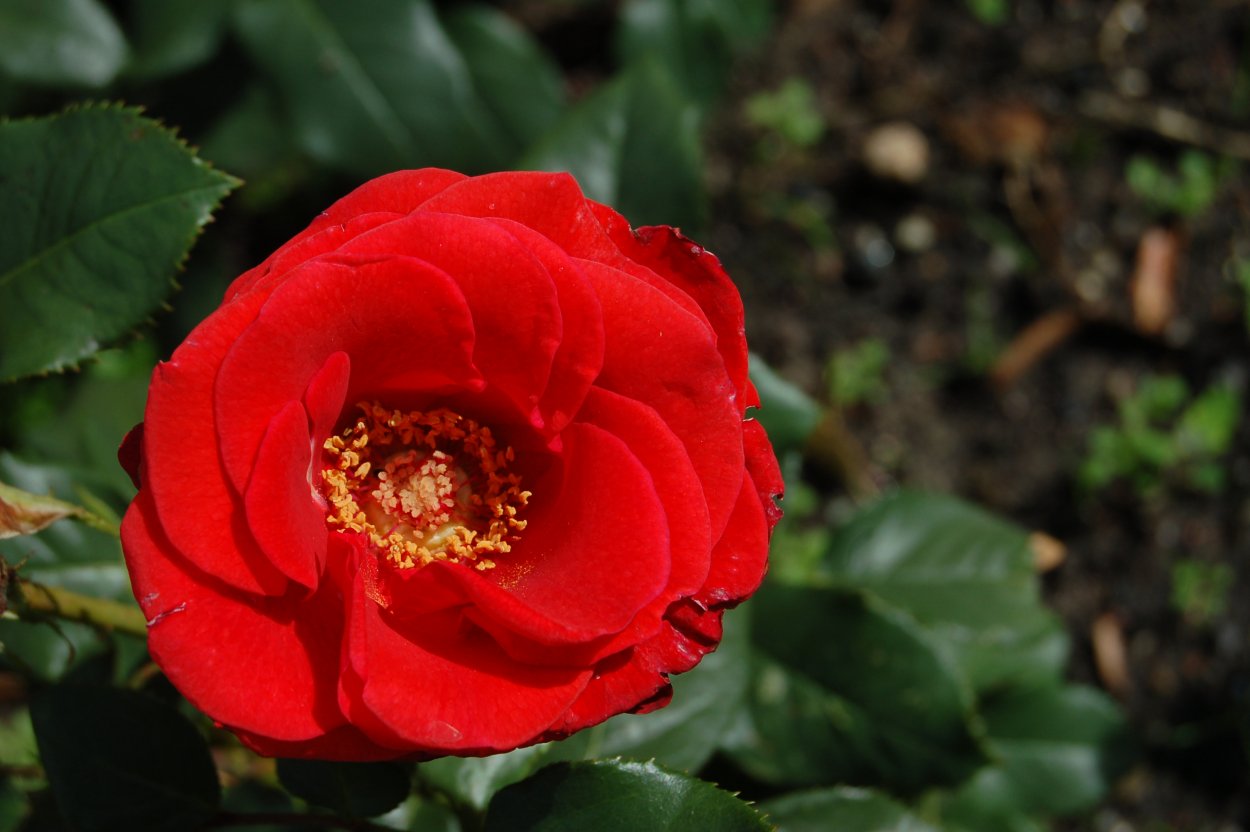 Роза сальса Тантау