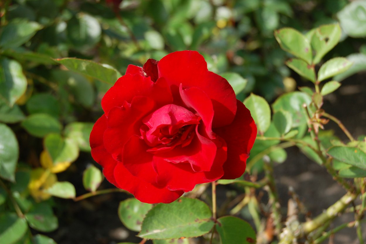 Роза сальса Тантау