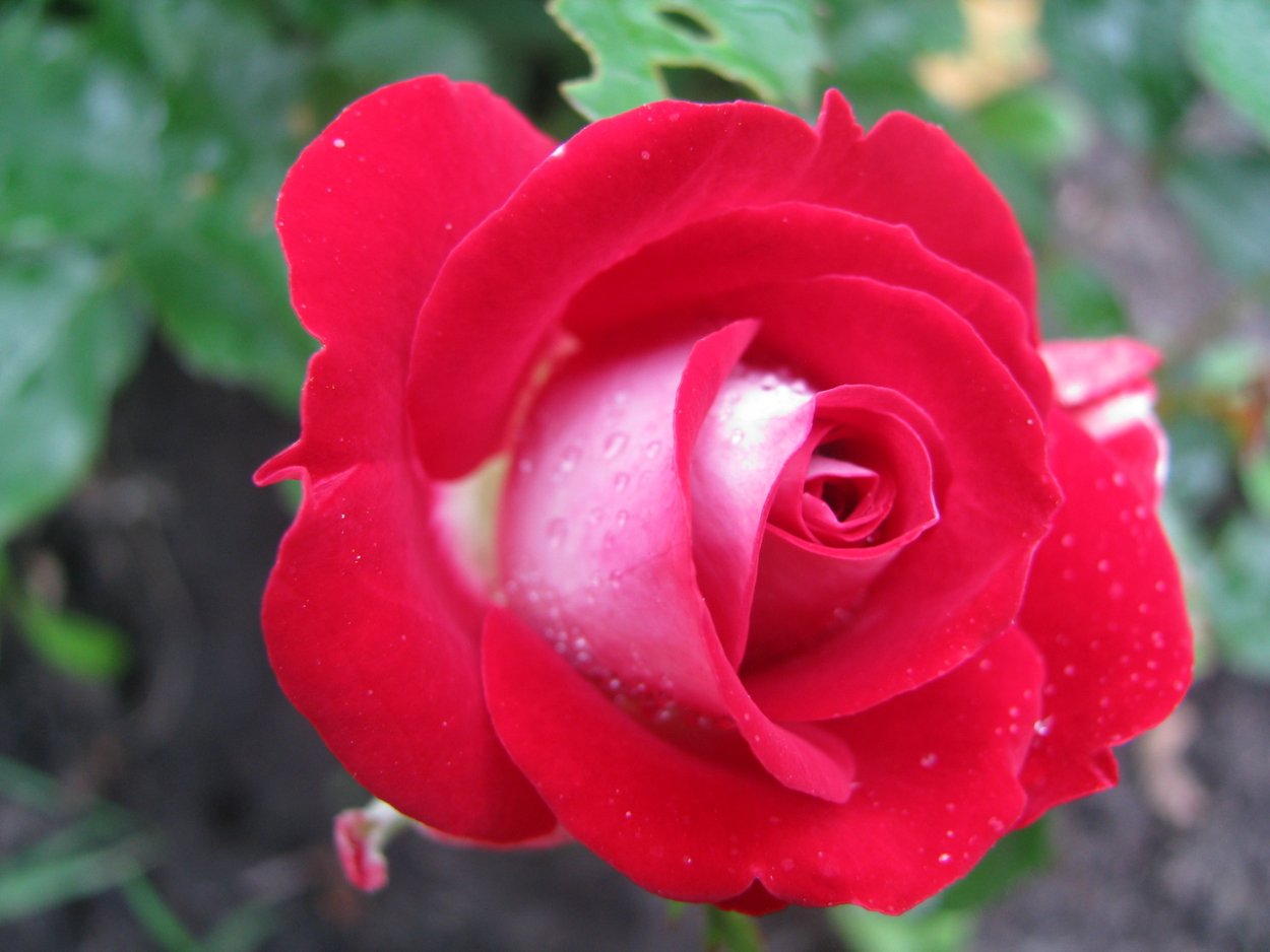 Роза малиновая бокаловидная