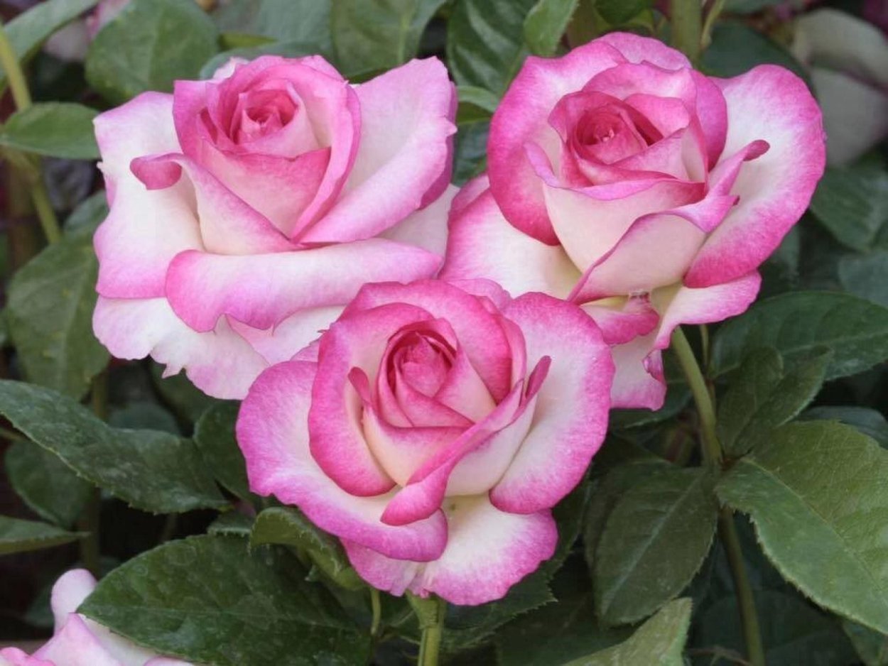 Роза грандифлора