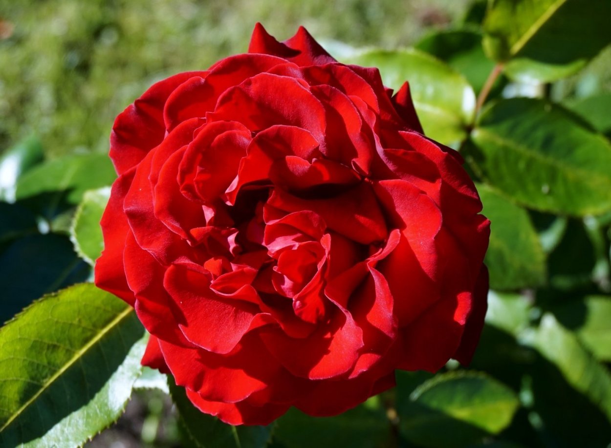 Роза Ольга энциклопедия роз