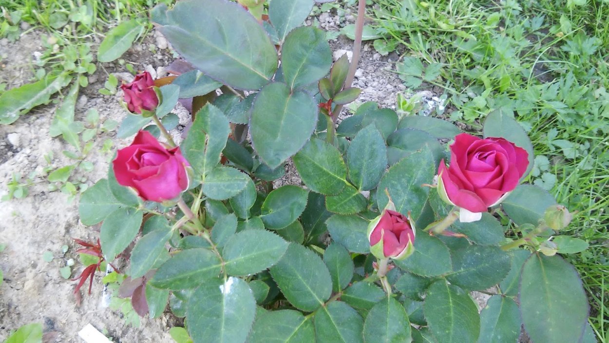 Роза Фишерман френд