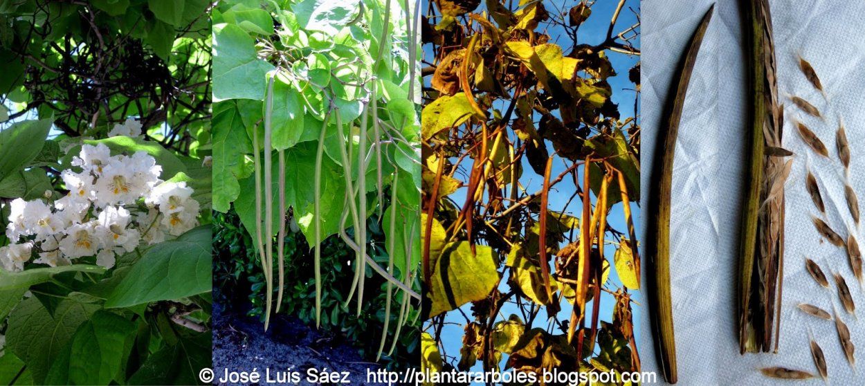 Катальпа плоды