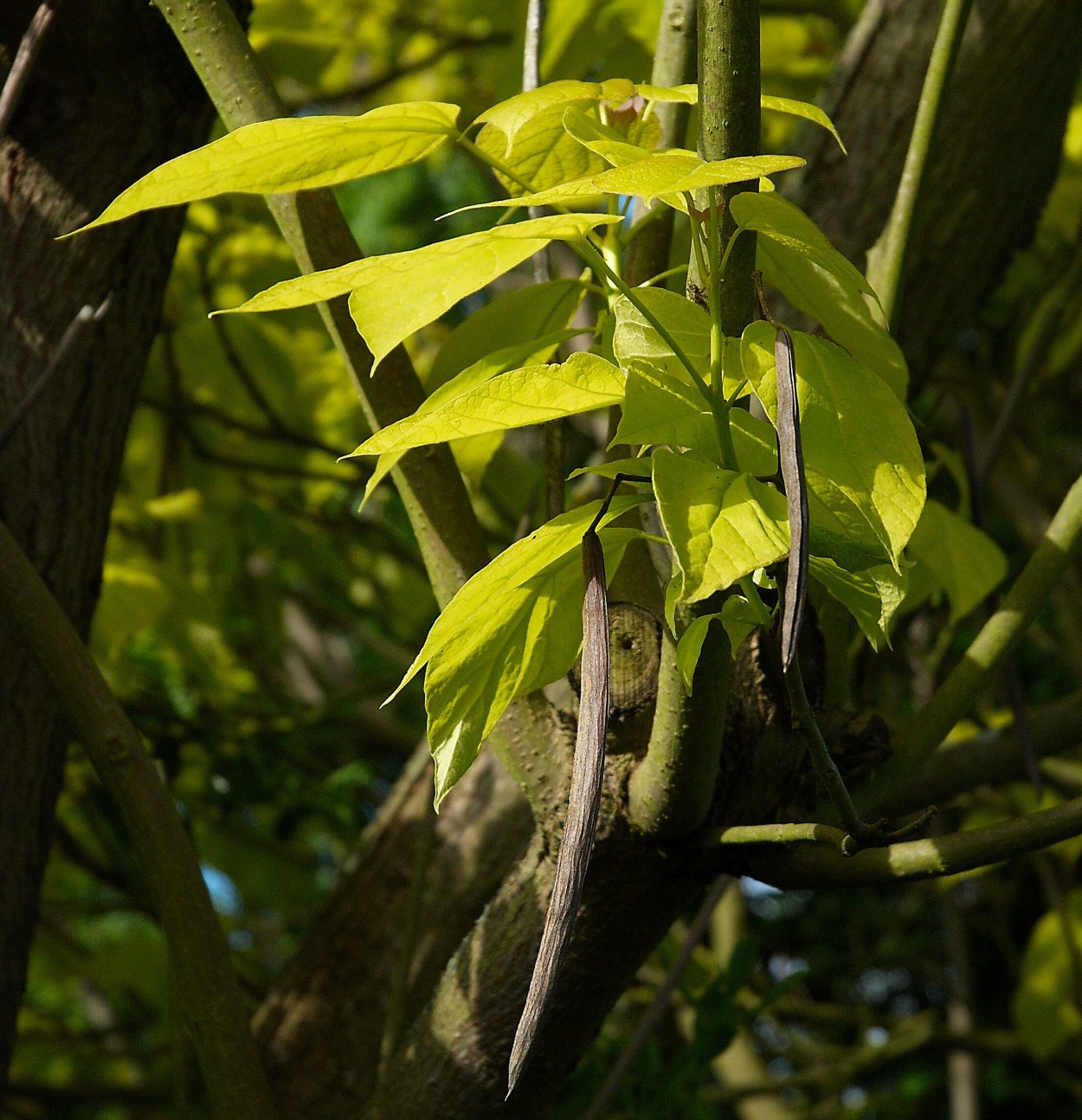 Catalpa longissima