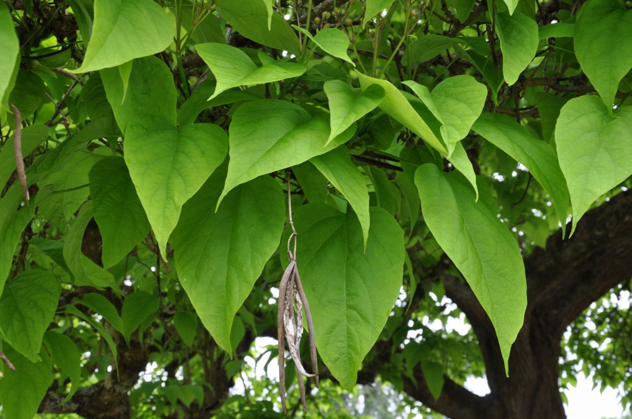 Катальпа плоды