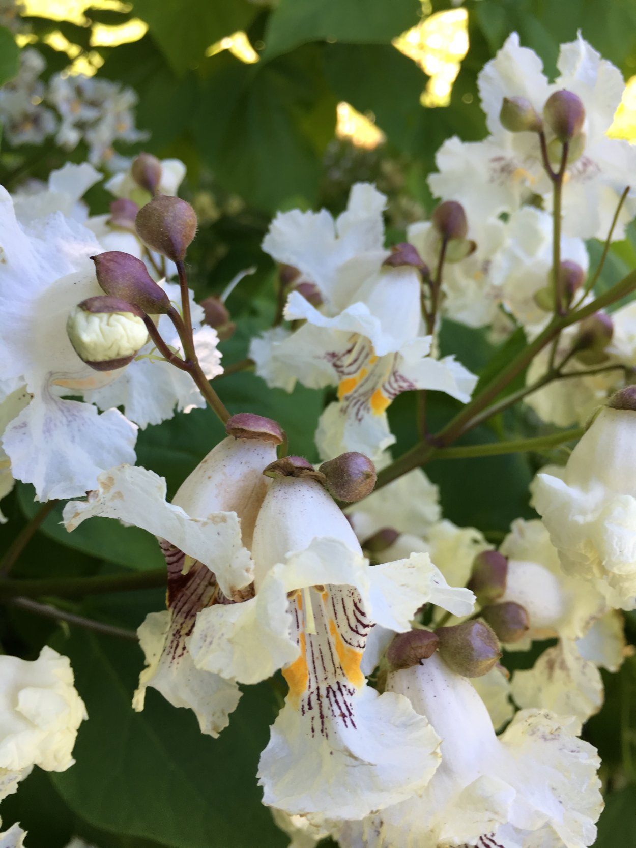 Катальпа цветы