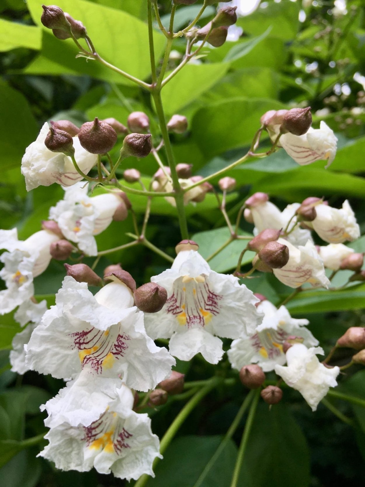 Цветущая катальпа фиолет