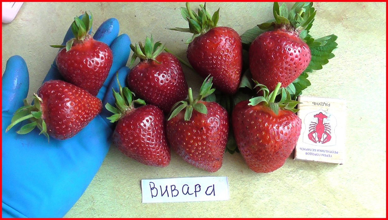 Клубника сорт ремонтантная вивара