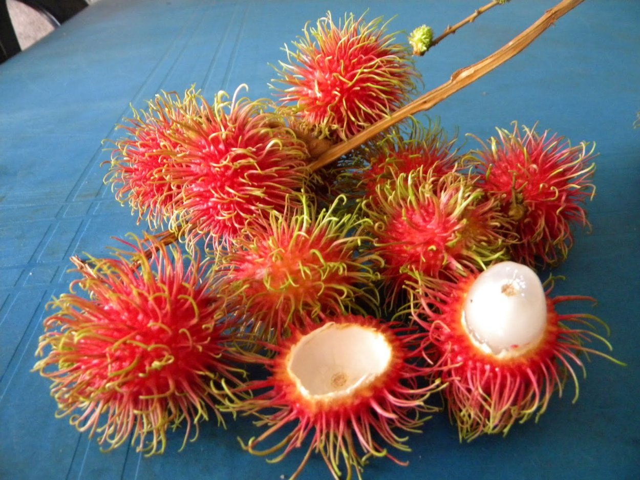 Малайзия рамбутан