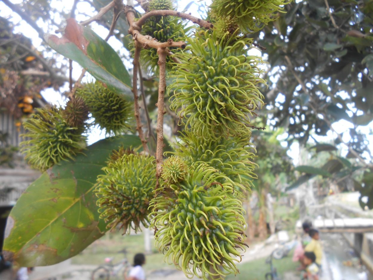 Дерево с зелеными мохнатыми плодами Южное маракуйя