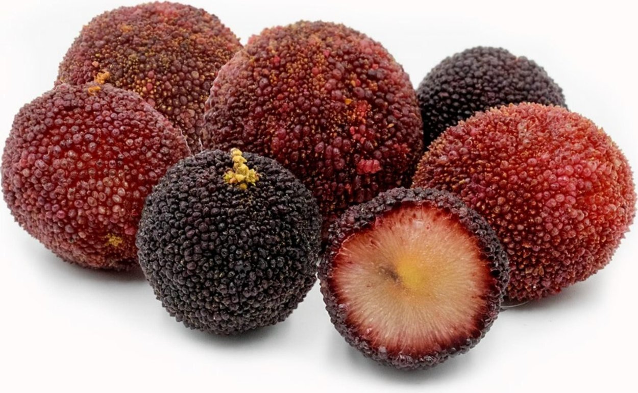 Восковница Myrica rubra