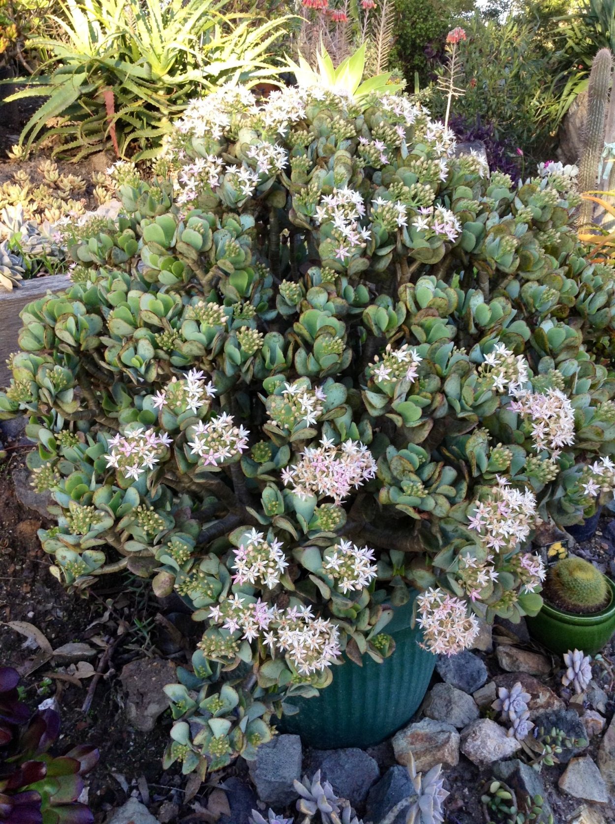 Crassula arborescens 'undulatifolia' (Крассула, толстянка)