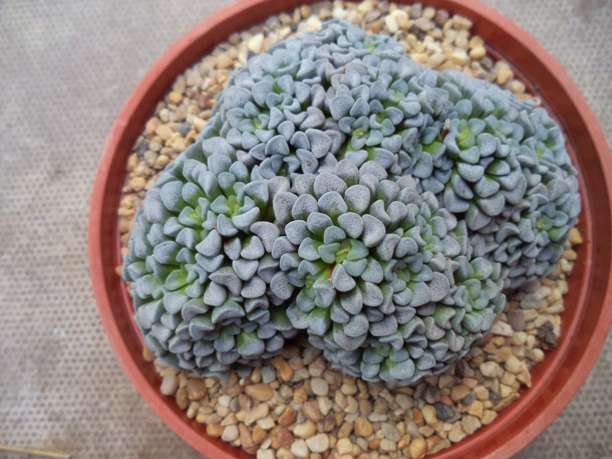 Крассула mesembryanthemopsis