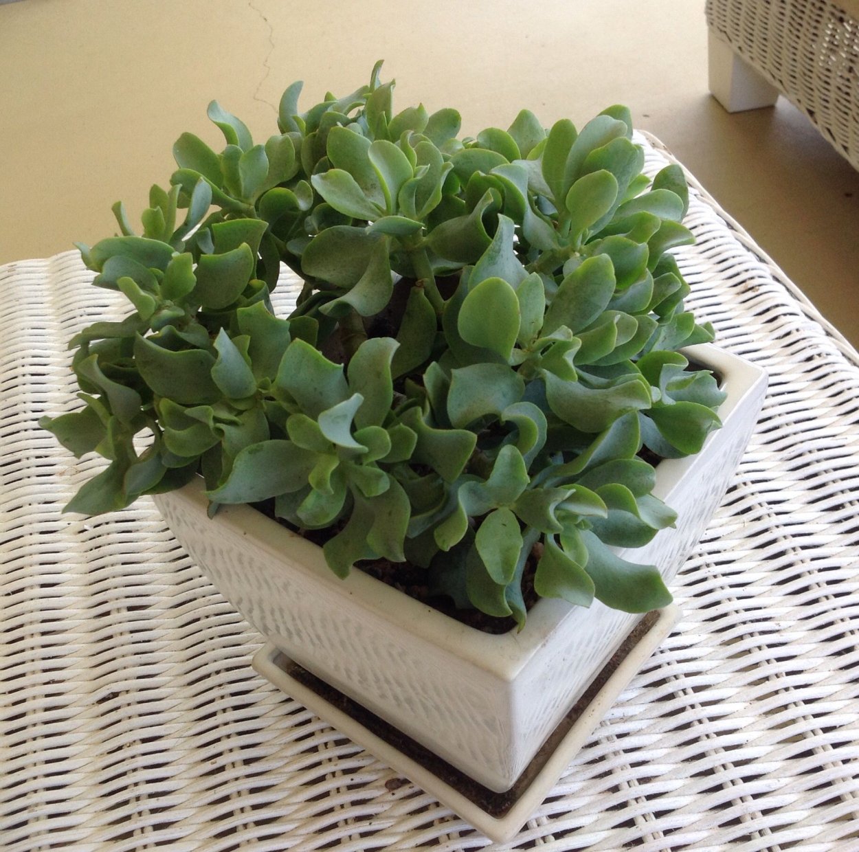 Крассула Керли Грин