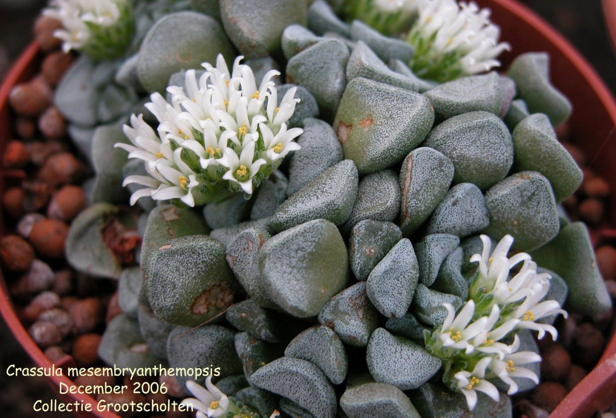 Крассула серповидная