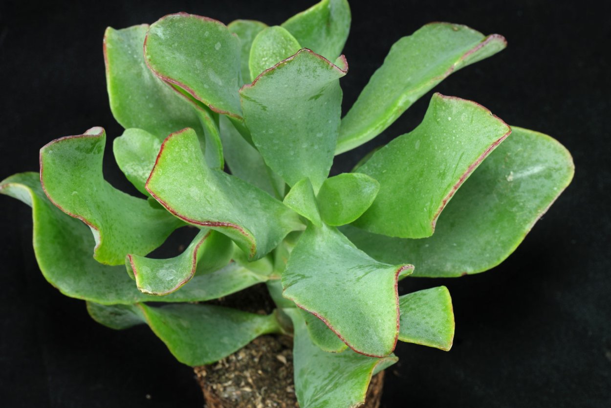 Крассула ундулатифолиа