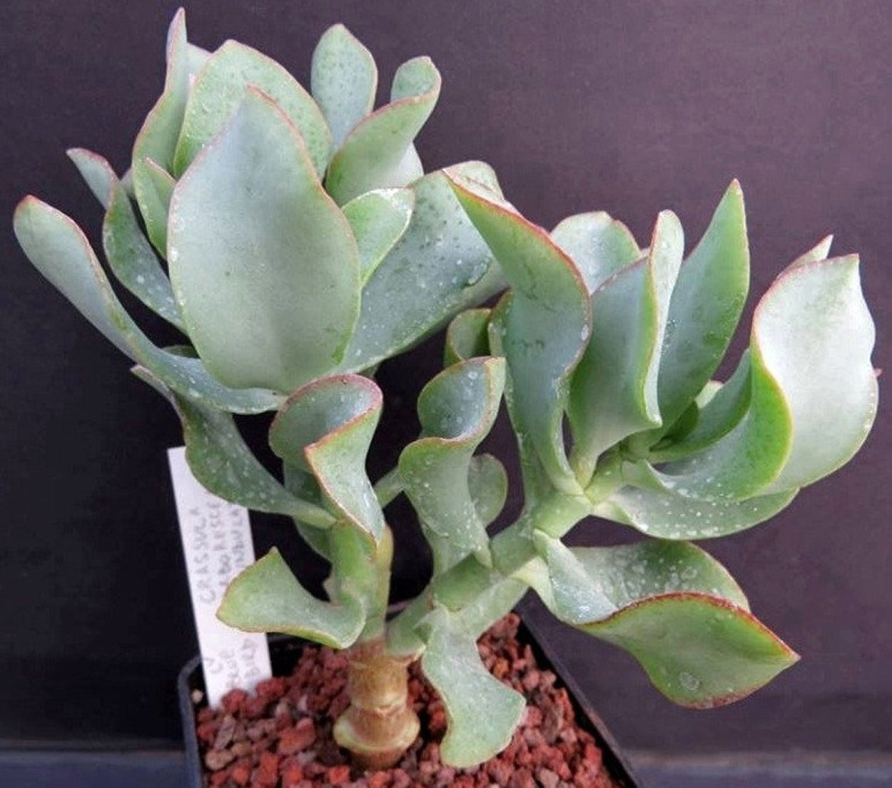 Crassula arborescens 'undulatifolia' (Крассула, толстянка)