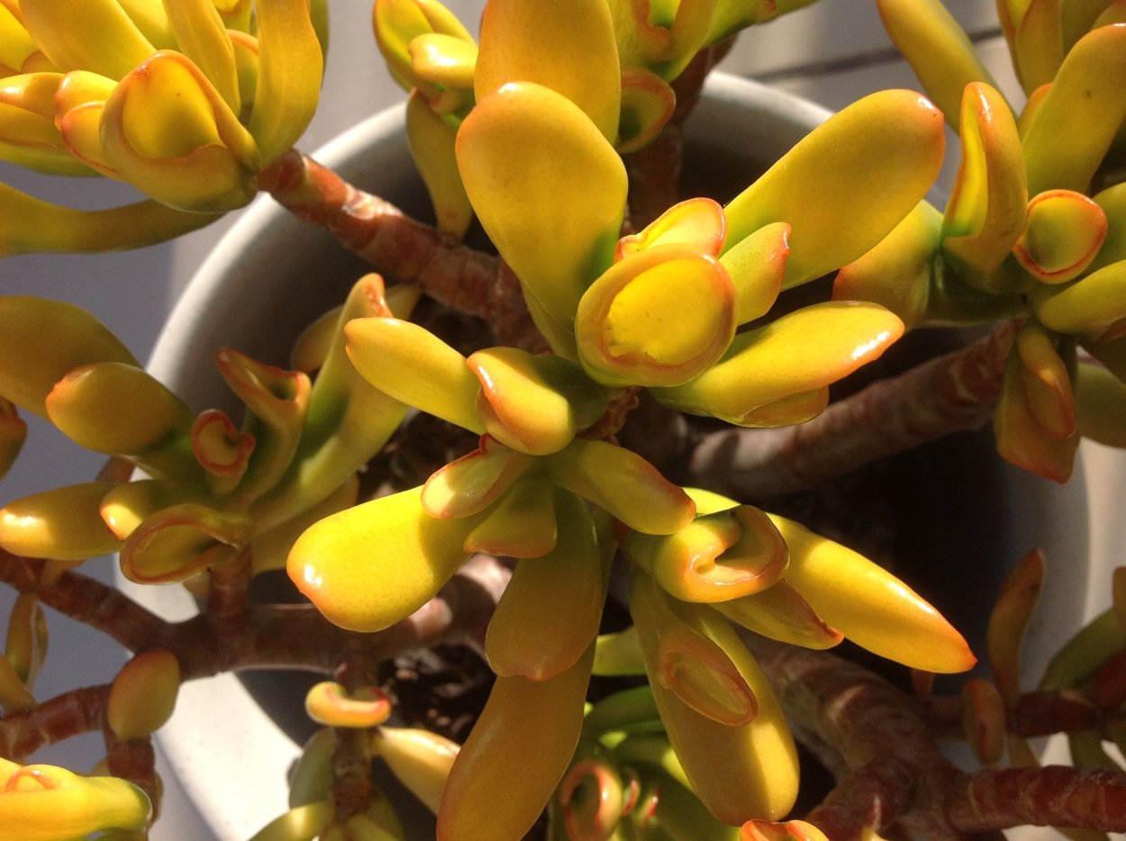 Crassula ovata Gollum