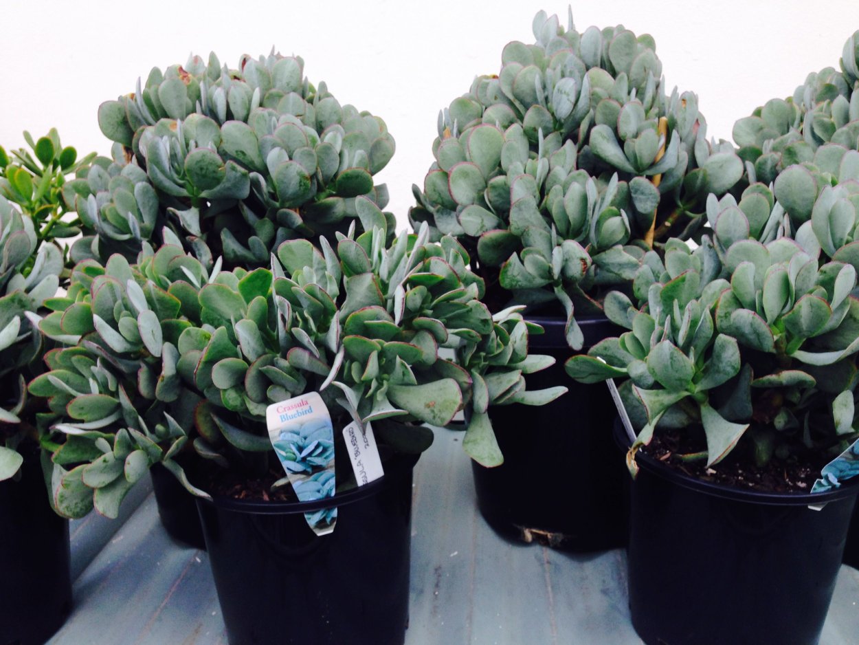 Крассула Грин Берд