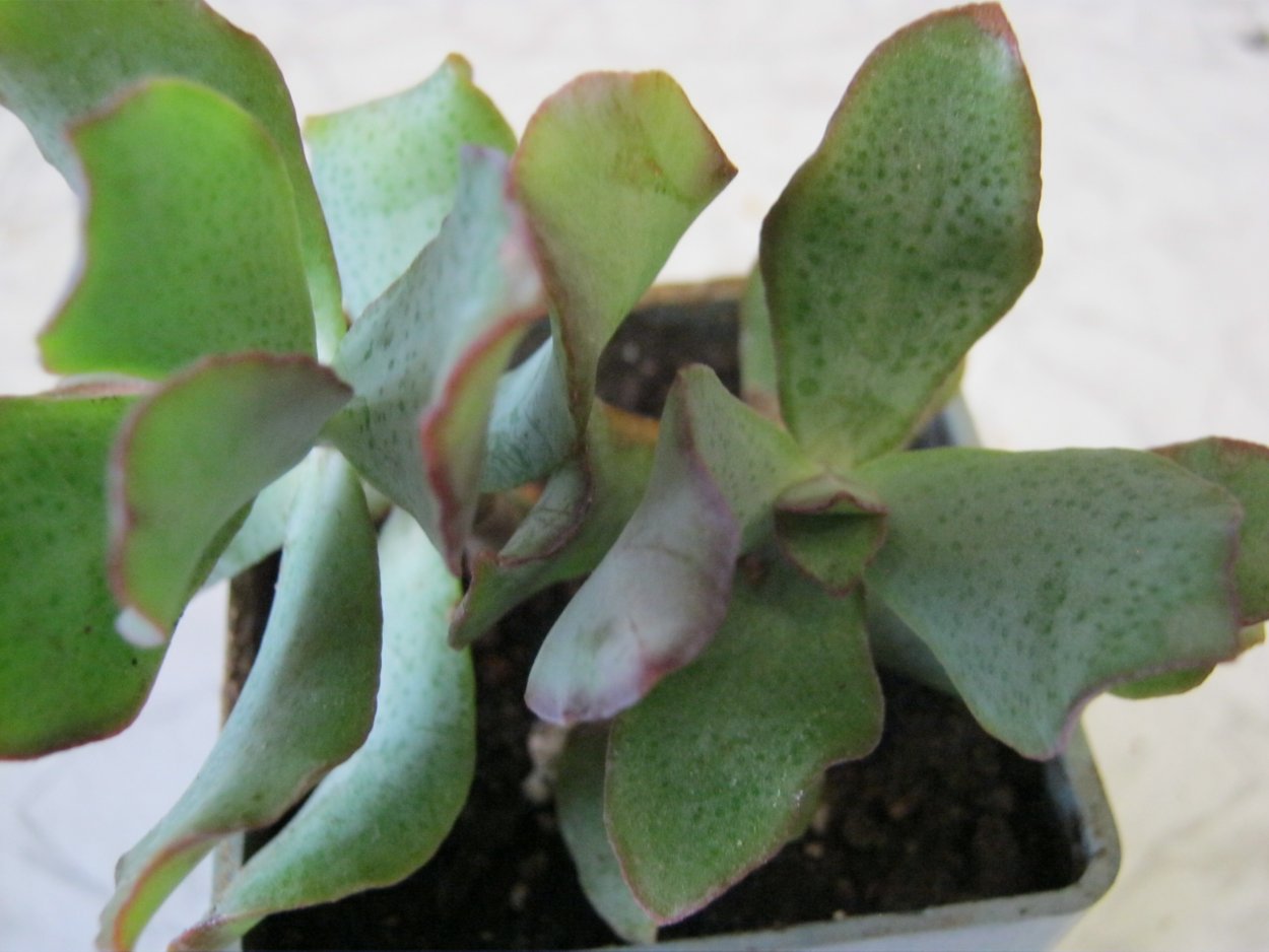 Крассула Блю бёрд