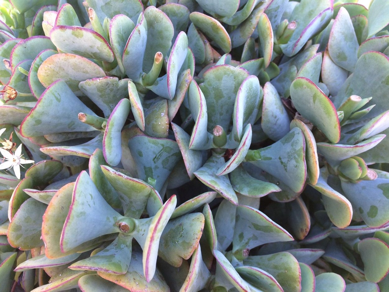 Крассула arborescens