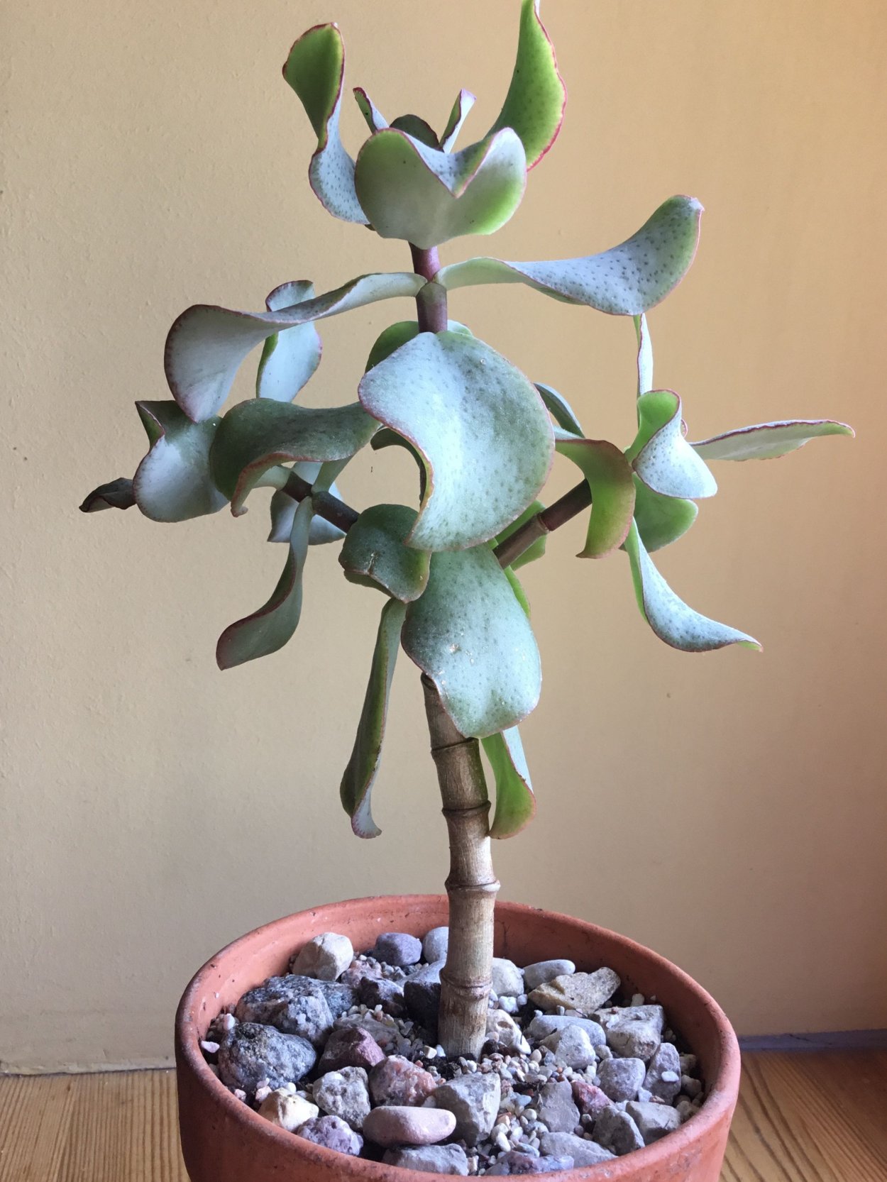 Крассула arborescens