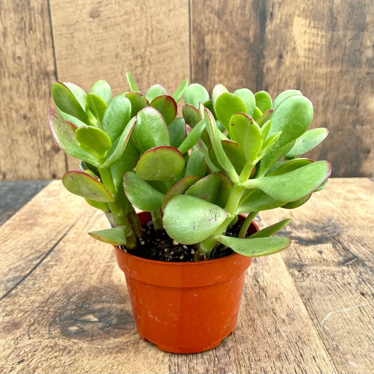 Light Jade Plant