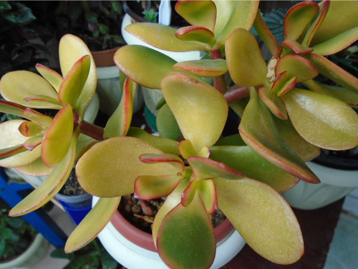 Крассула Овата обликва