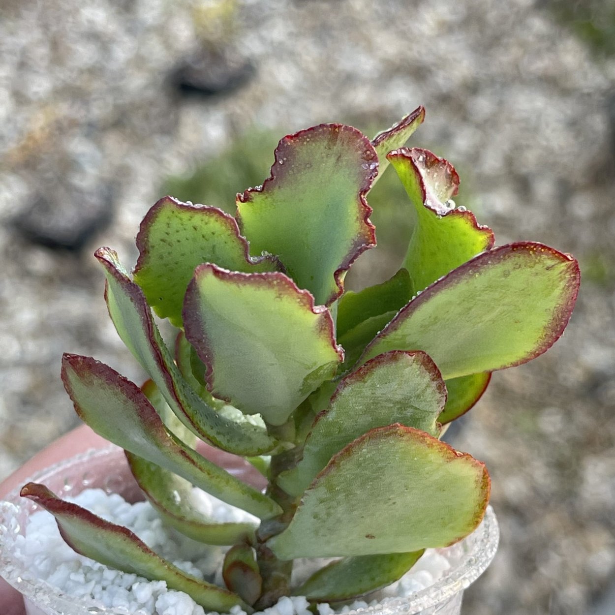 Крассула Мэджикал три