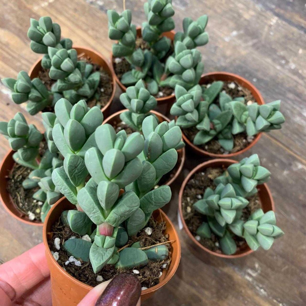 Крассула Бен