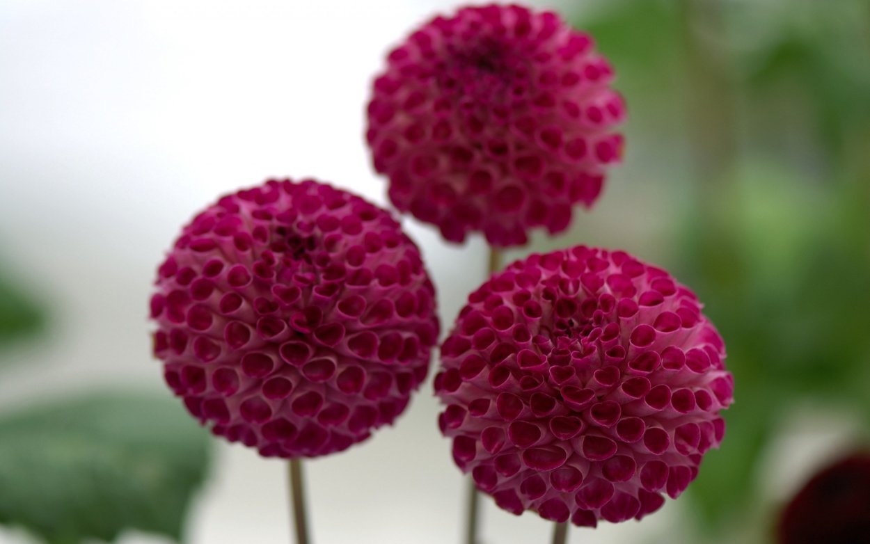 Круглые цветы