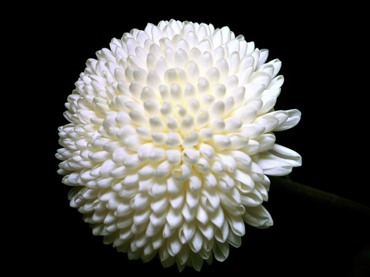 Хризантема сфера Вайт